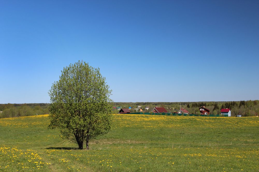 Среди одуванчиков...