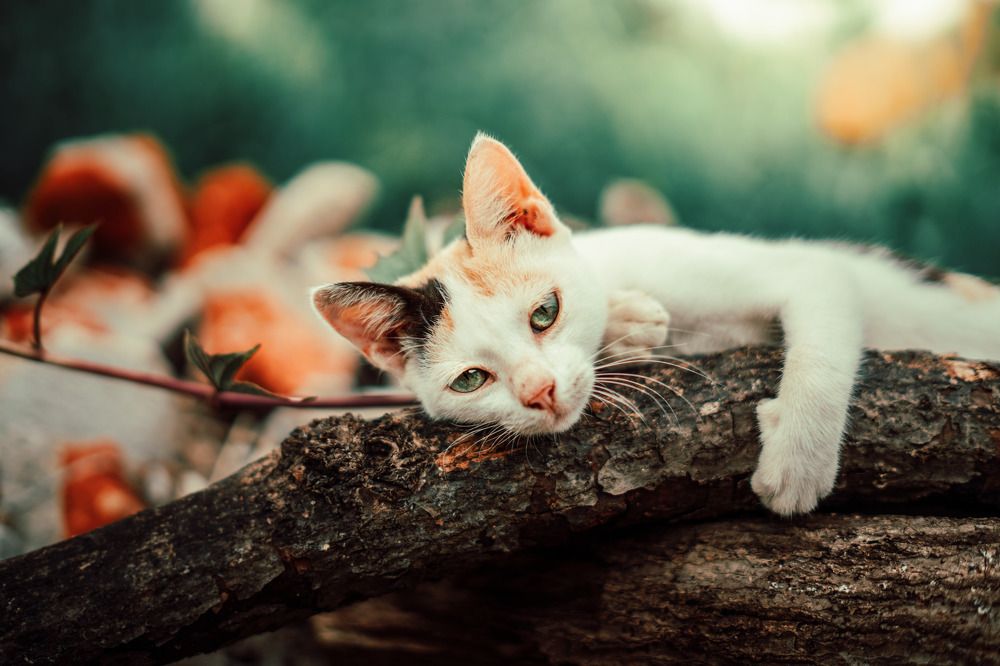 Photograph by Damith Gihan