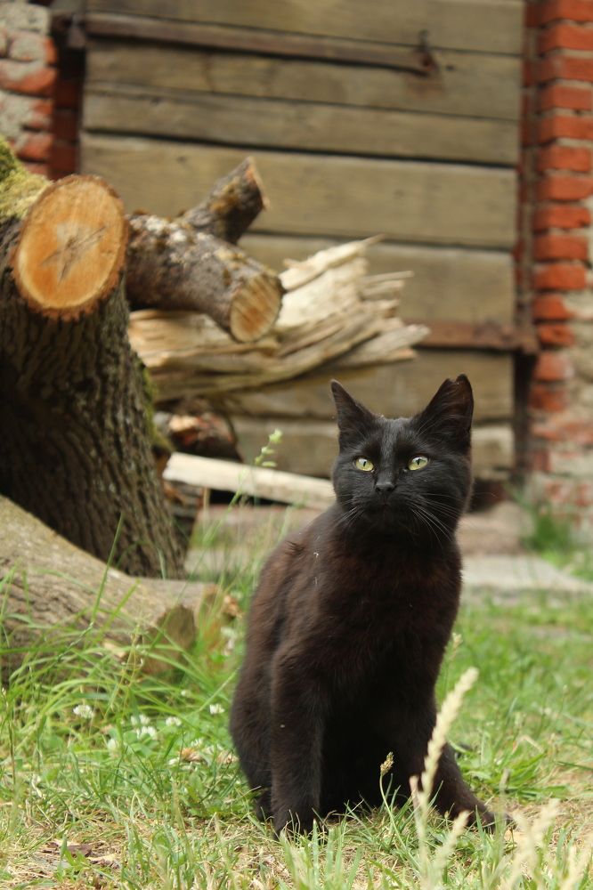 Гроза двора