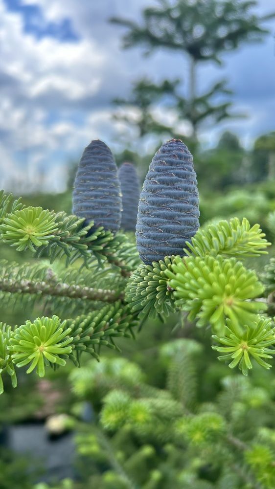 Небесные шишки