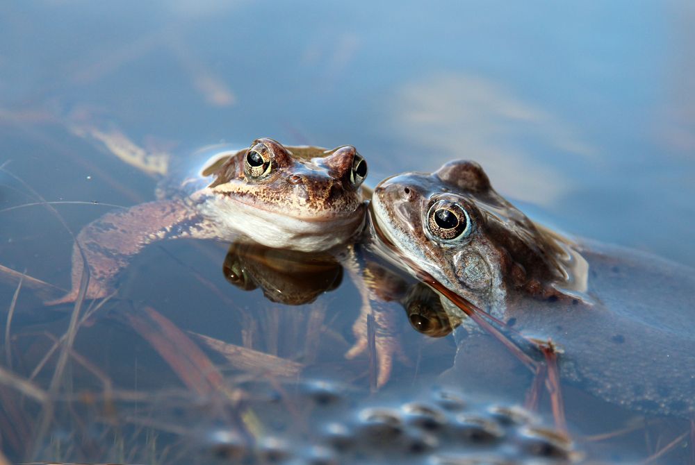 По секрету на ушко