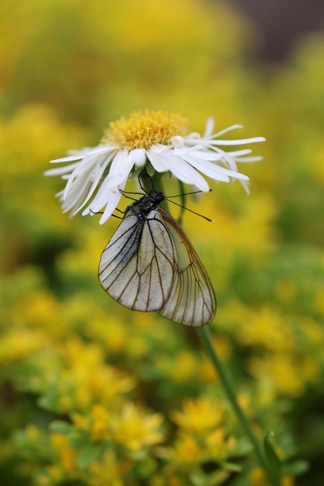 Photograph by Ольга Фраш