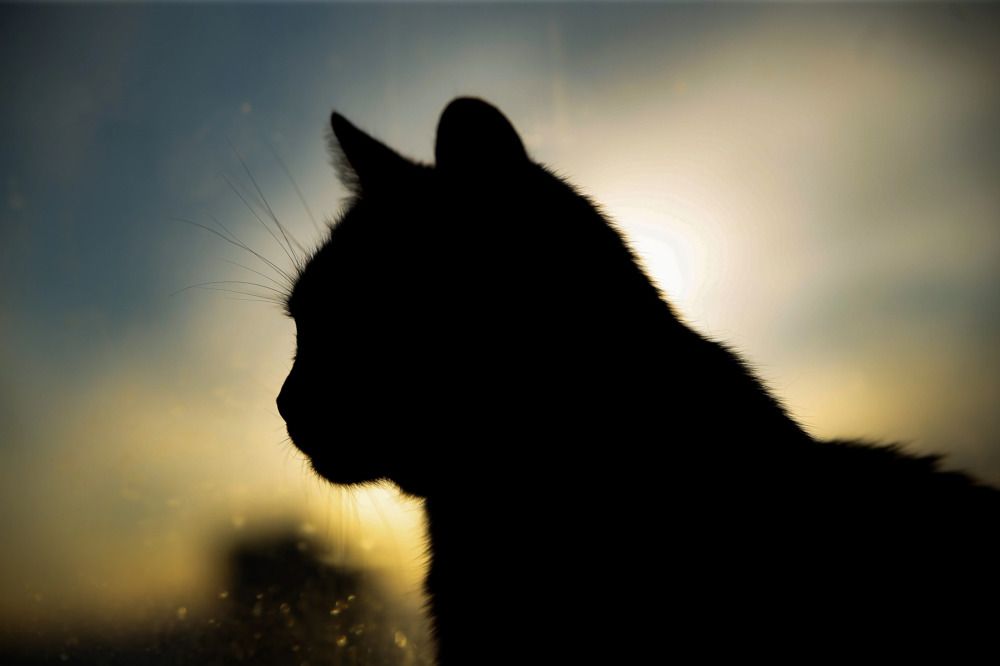 Фотография автора ОЛЬГА БУЛЫЧЕВА