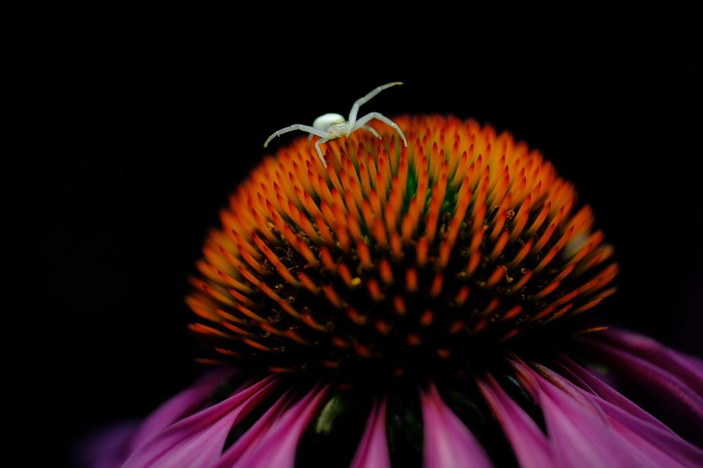 Ночная охота