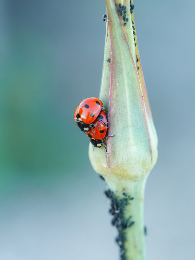 Photograph by Ирина Протченко