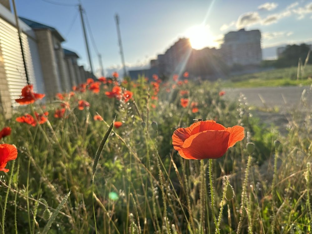 Photograph by Виктория Новикова