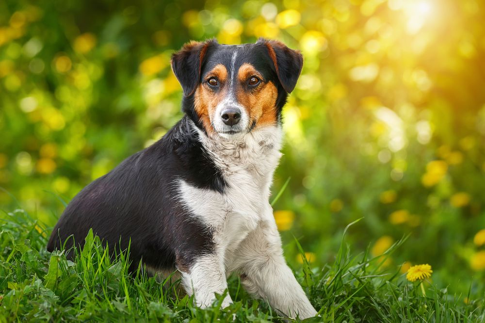 Фотография автора Корнеев Алексей
