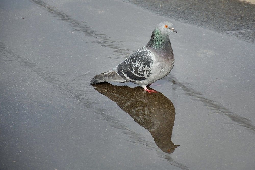 То ли голубь, то ли бабочка ( с тенью ).