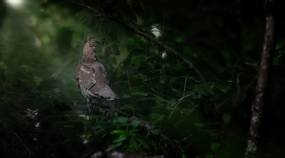 Рябчик в тайге