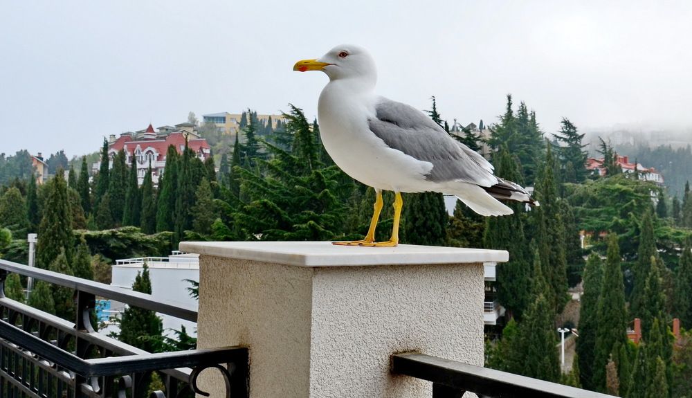 Photograph by Лидия Ушакова