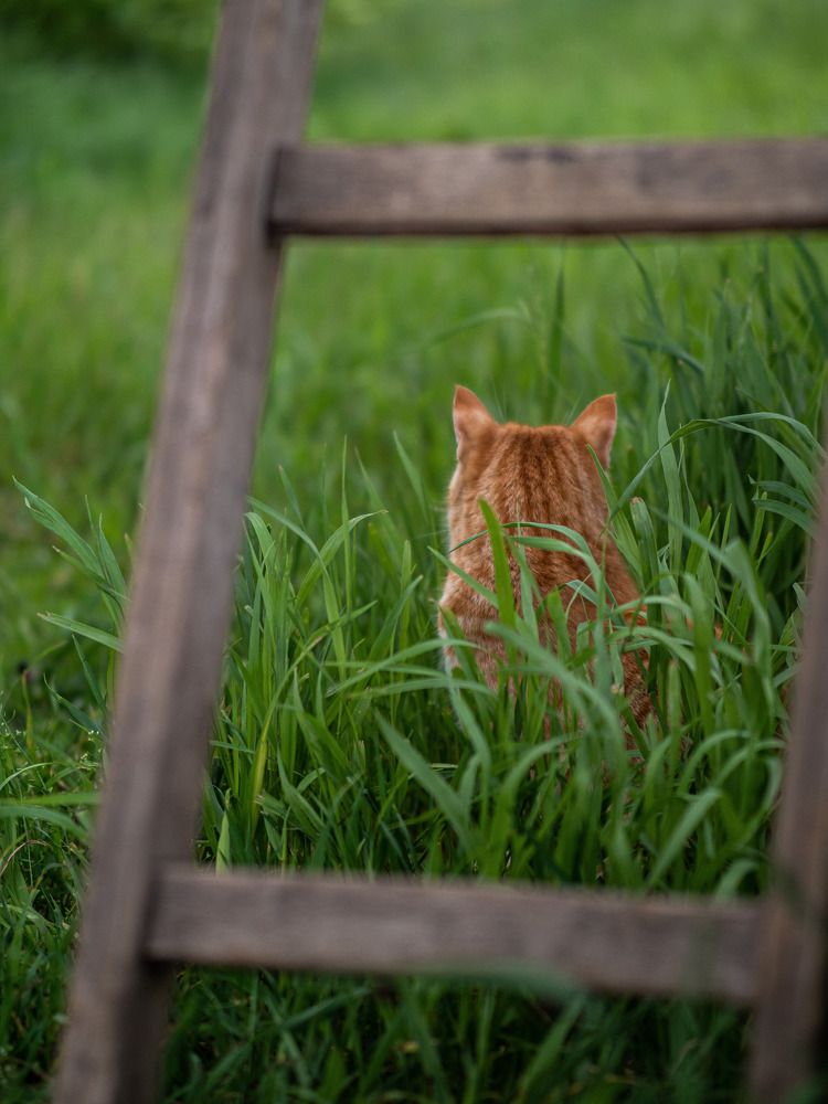 Фотография автора Доляна Ашкова