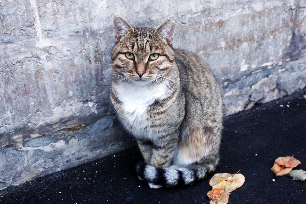 Photograph by Ирина Румянцева