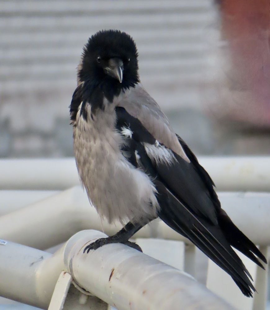 Photograph by Елена Жукова