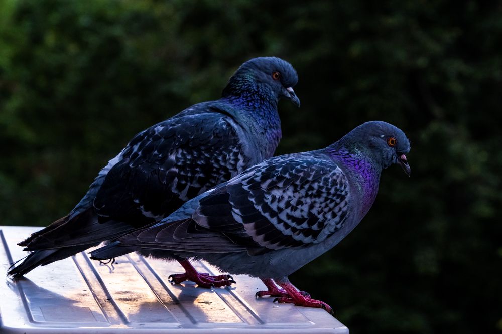 Photograph by Никита Борзов