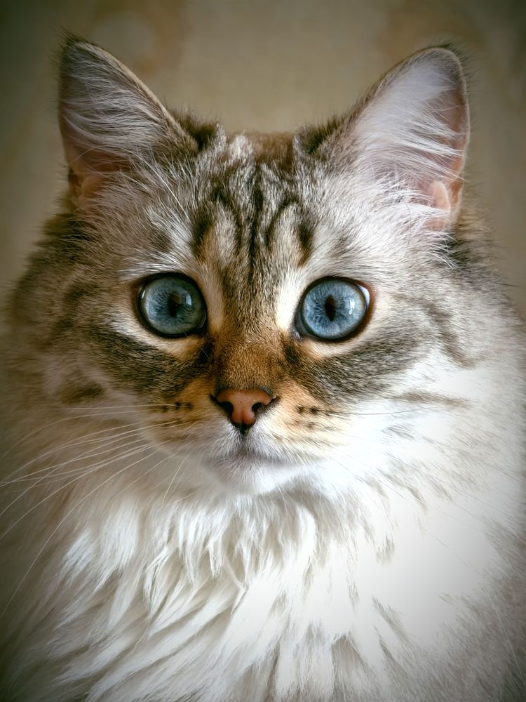 Фотография автора Olga Shchetinina