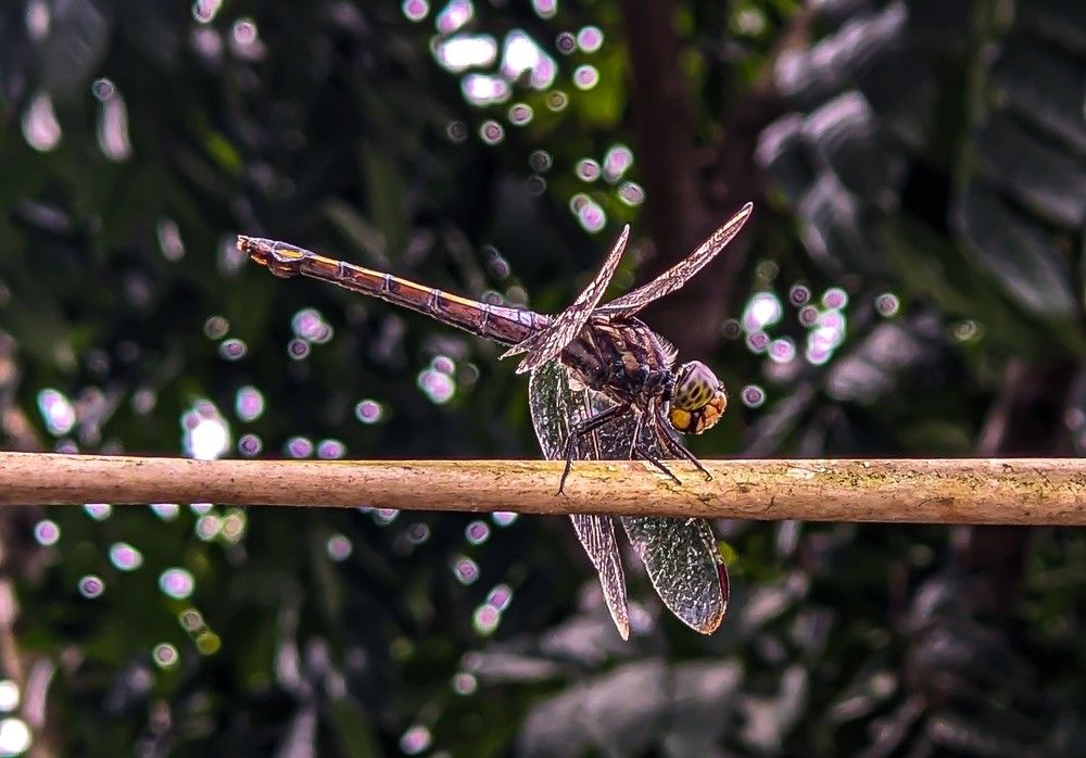 “Stillness Before Flight”