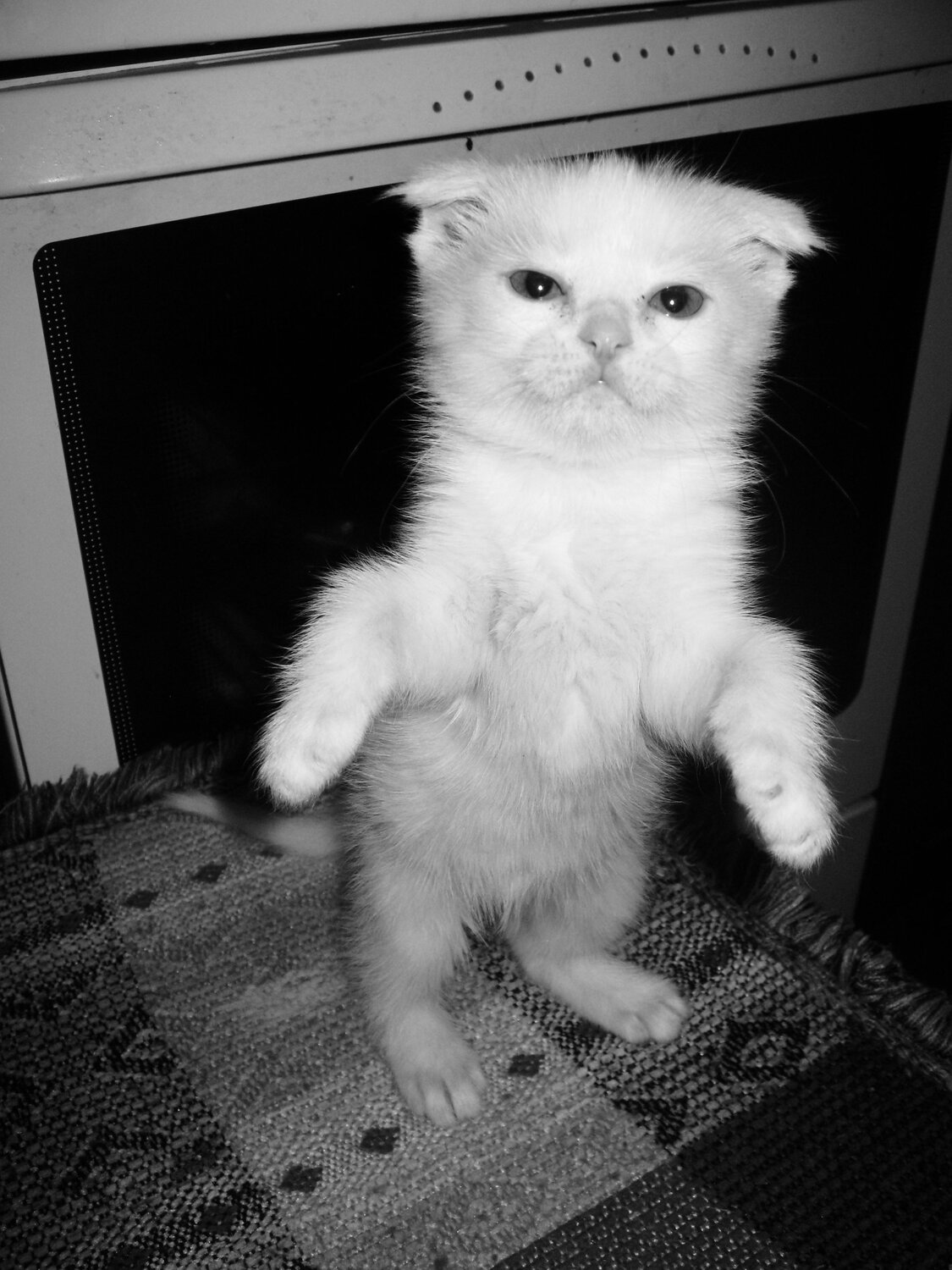 Photo #10776874