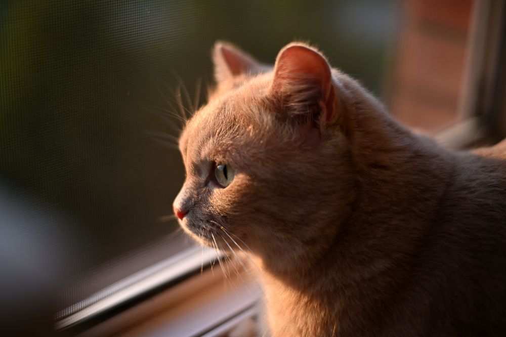 Фотография автора Дмитрий Referee