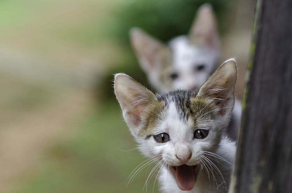 Фотография автора Hari Saya