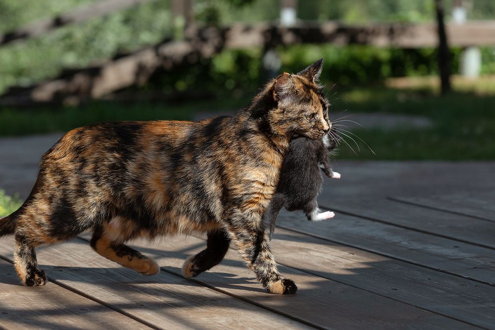 Photograph by Чистякова Валерия