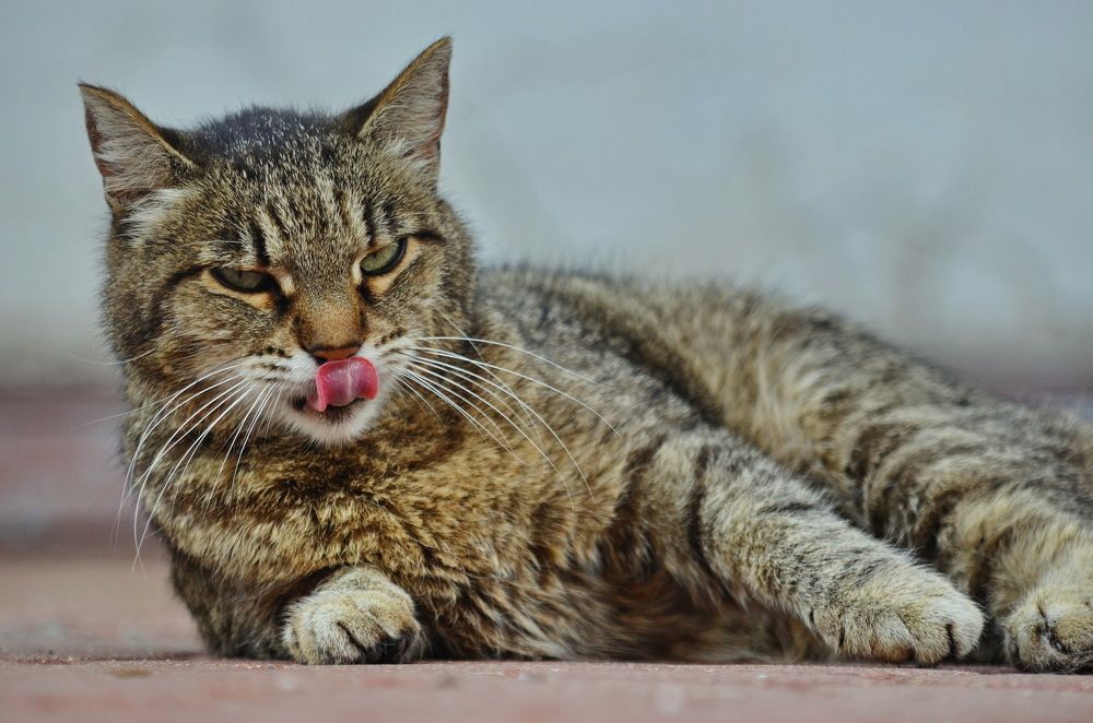 Photograph by Константин Мишнаевский