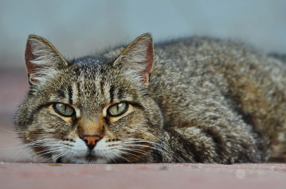 Photograph by Константин Мишнаевский