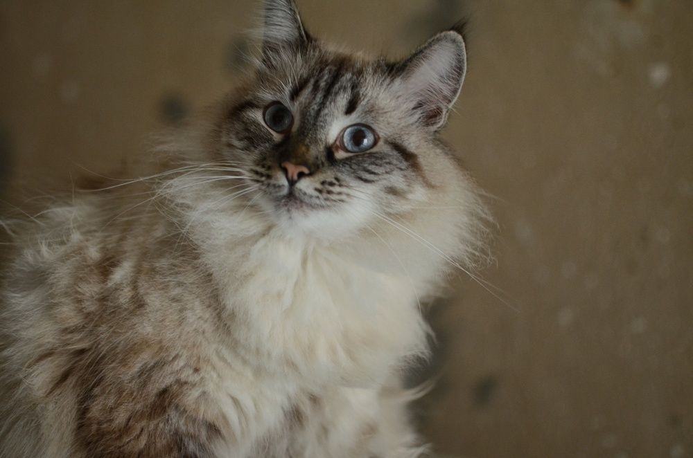 Фотография автора Ольга Беликова