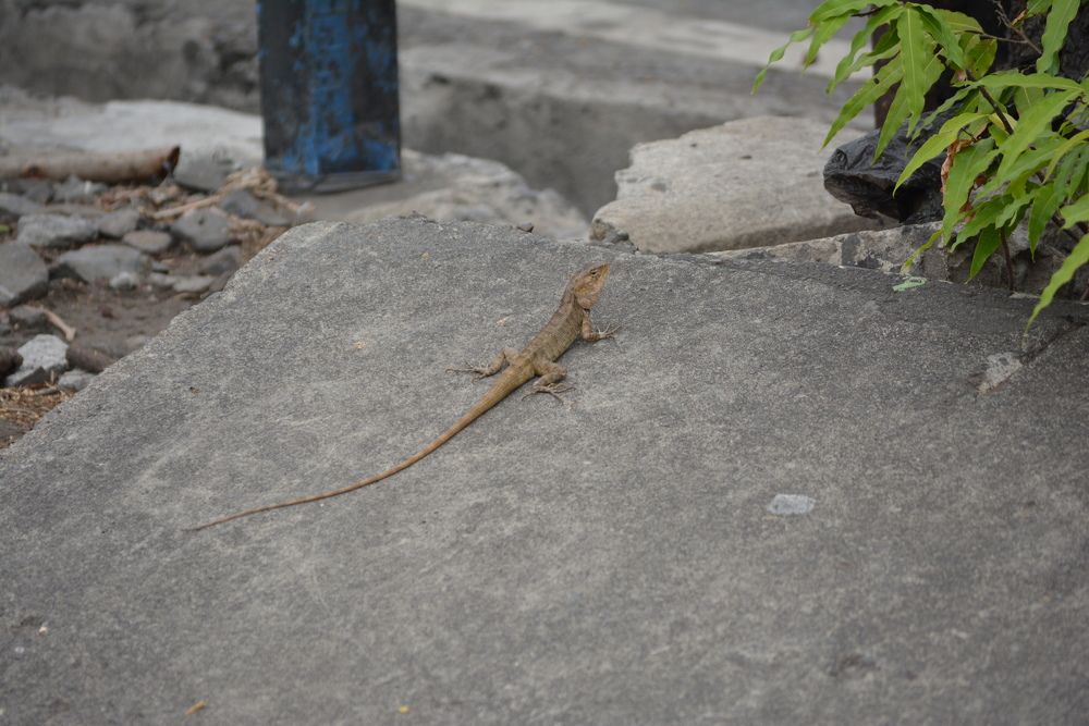 Photograph by reno reno