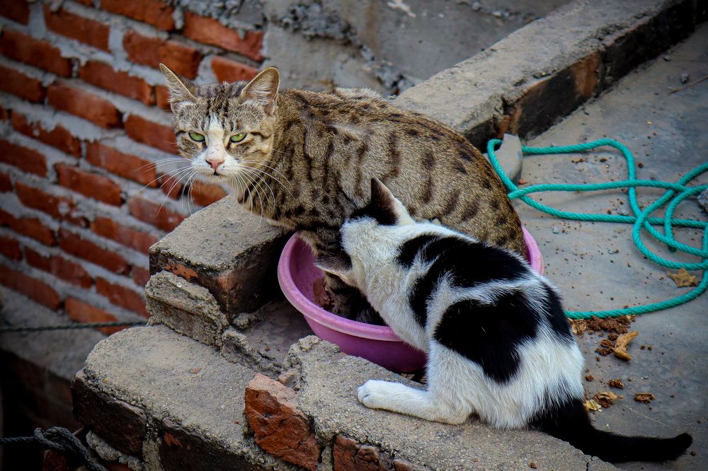 Фотография автора Sachin Gaurav