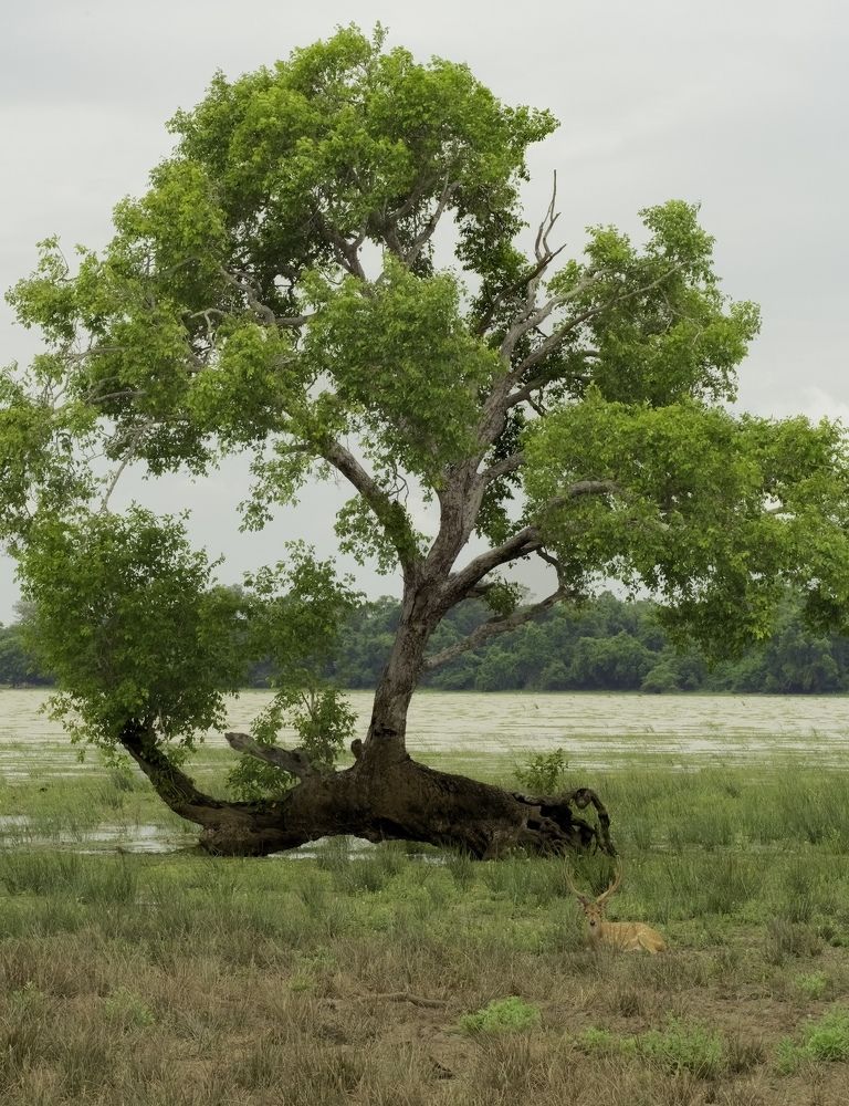 Photograph by HEMAMALI GUNASEKARA