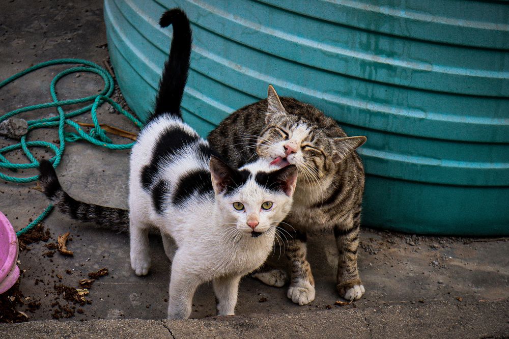 Фотография автора Sachin Gaurav