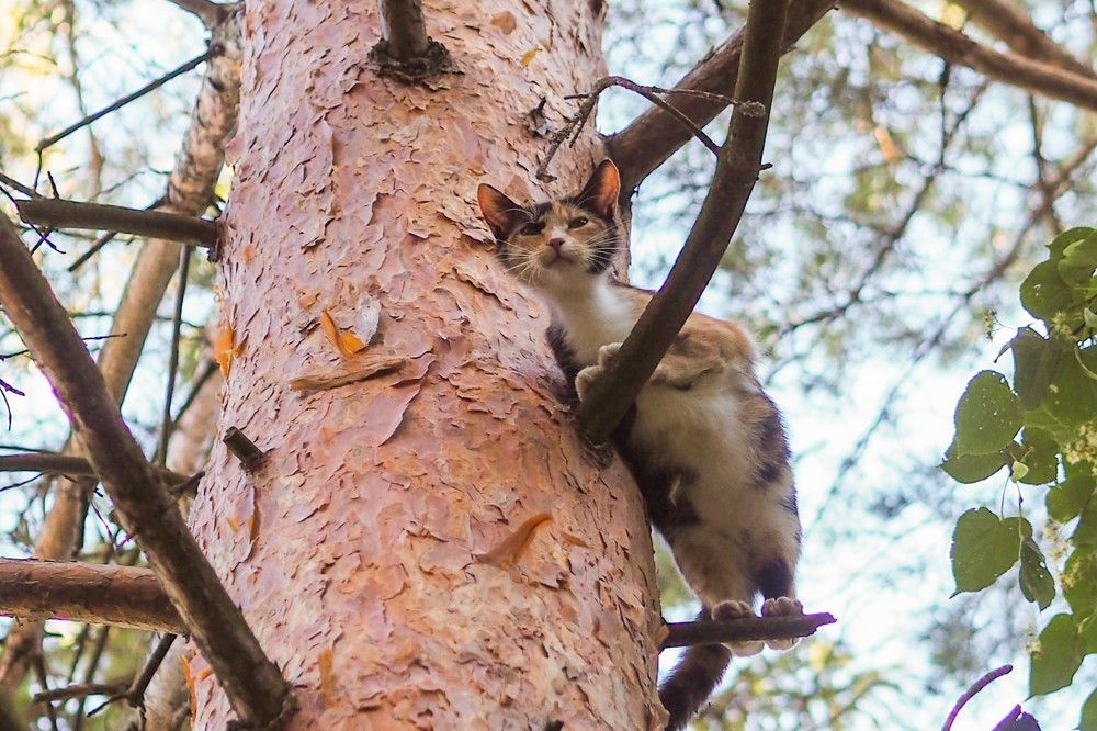 Photograph by Сергей Пушкин