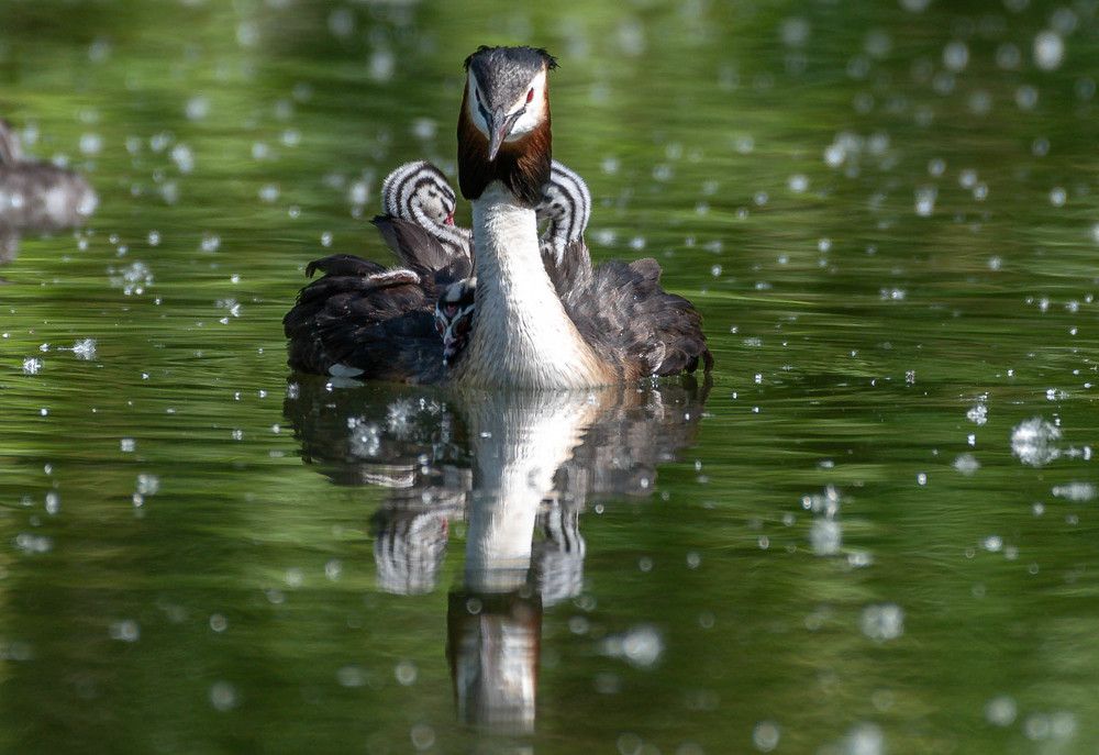 Фотография автора Sergey Smorchkov
