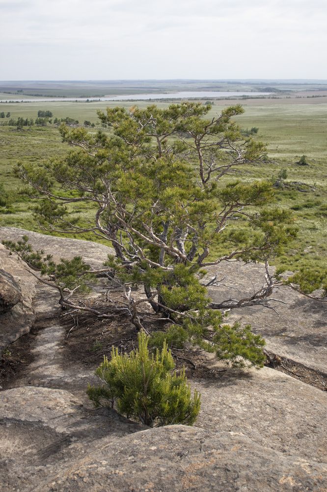 Фотография автора Веста Ягужинская