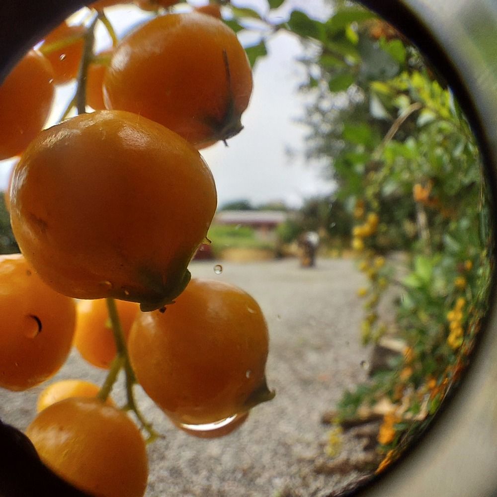 Photograph by CRINALDO REIS