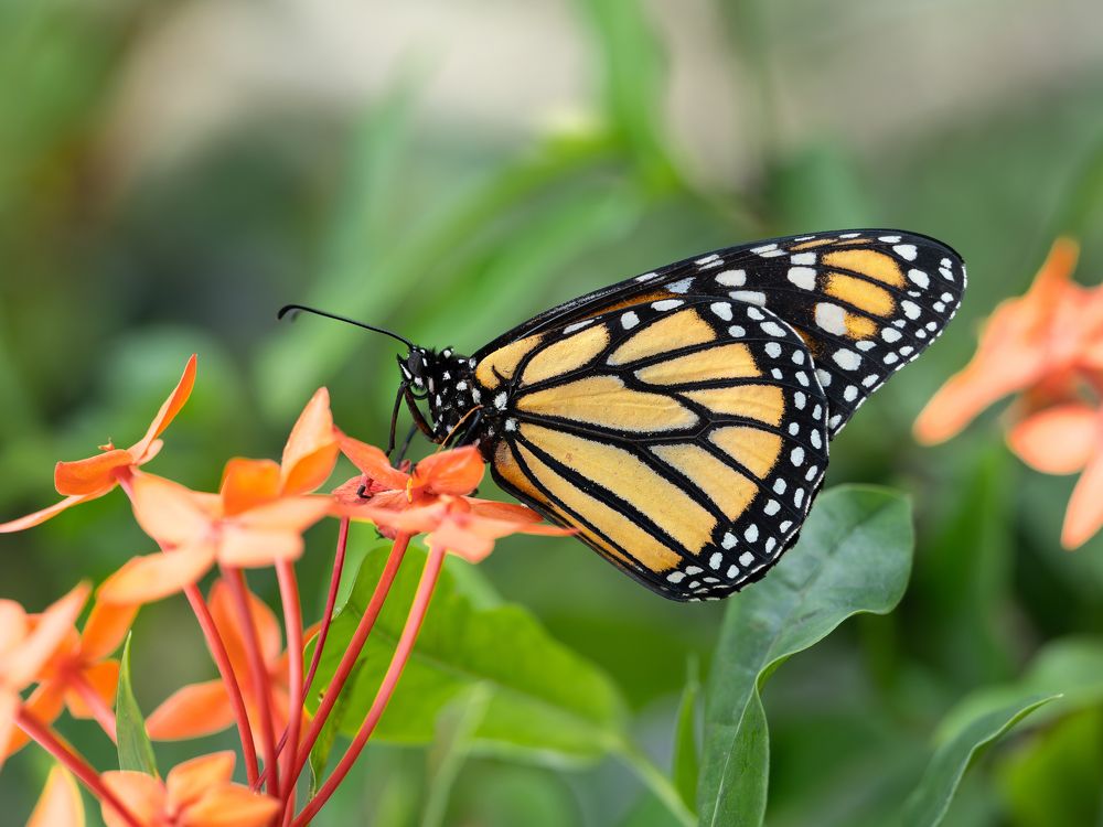 Photograph by Ирина Протченко