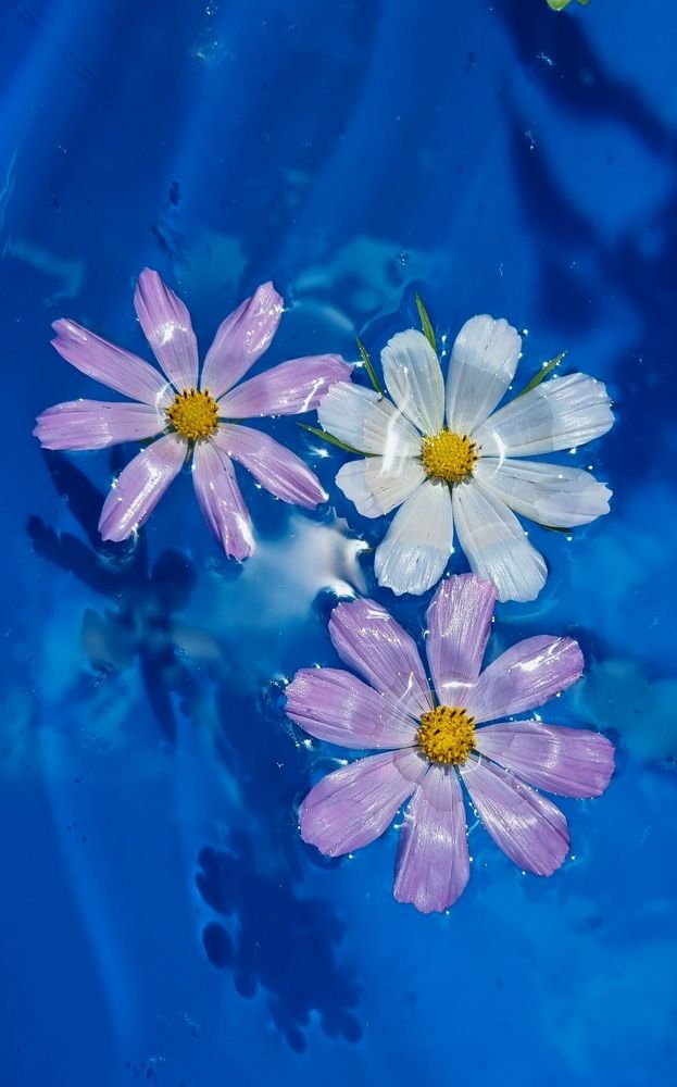 Photograph by Кетино Гвасалия