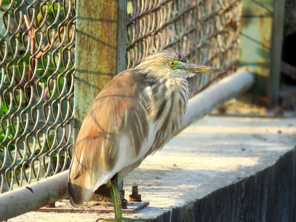Pond heron brooding above stinky sewage line