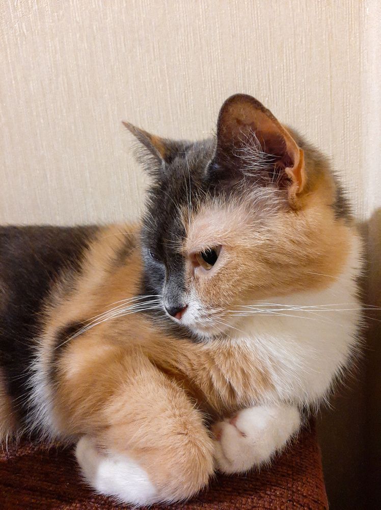 Фотография автора Светлана Дунаева