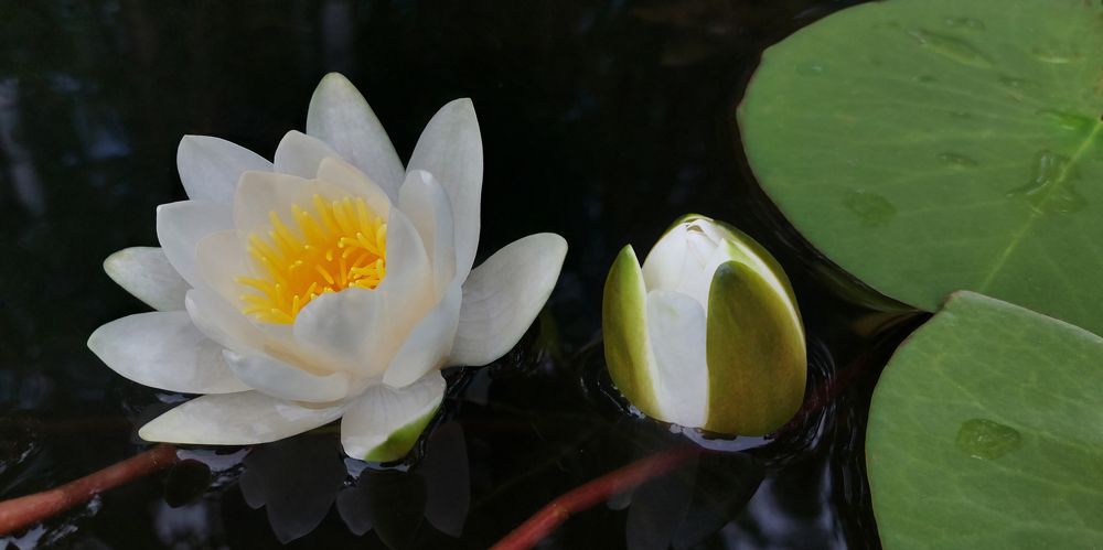 Photograph by Светлана Сипрова