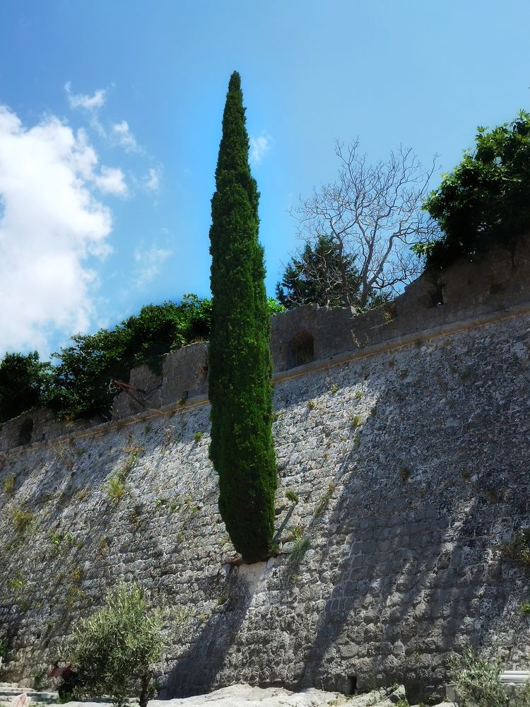 Фотография автора JELENA VASIC