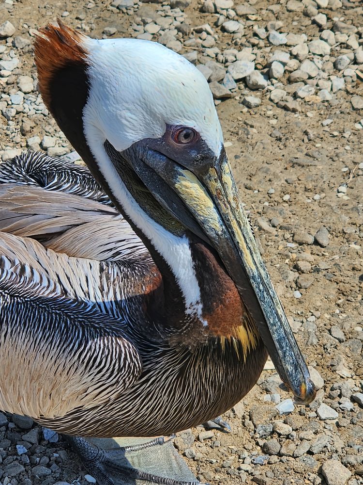 Colorful Brown Pelican