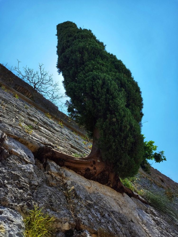Mediteranski čempres