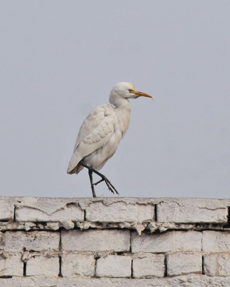 Фотография автора Muhammad Ahad