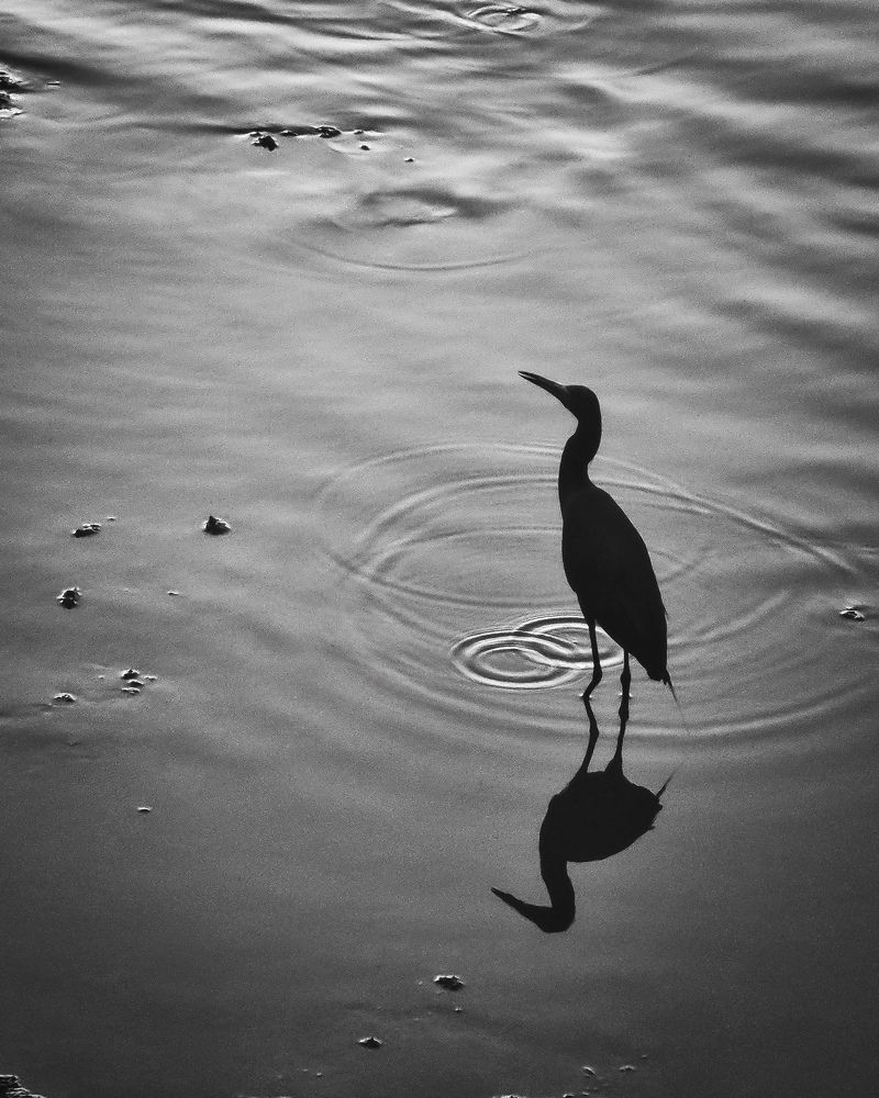 Фотография автора Walfrido Alexandre