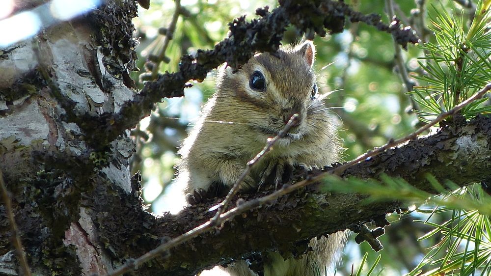 Photograph by Максим Владимирович