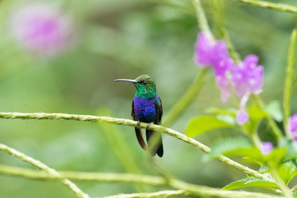 Ninfa de cola ahorquillada
