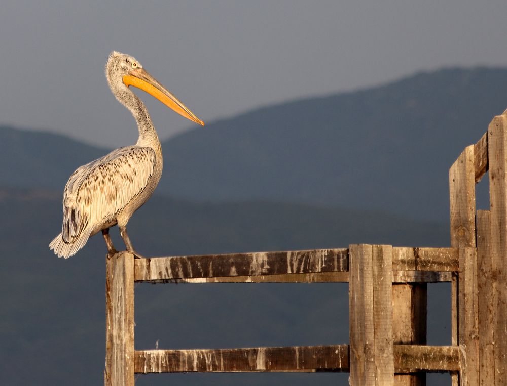 Photograph by Drora Baharal