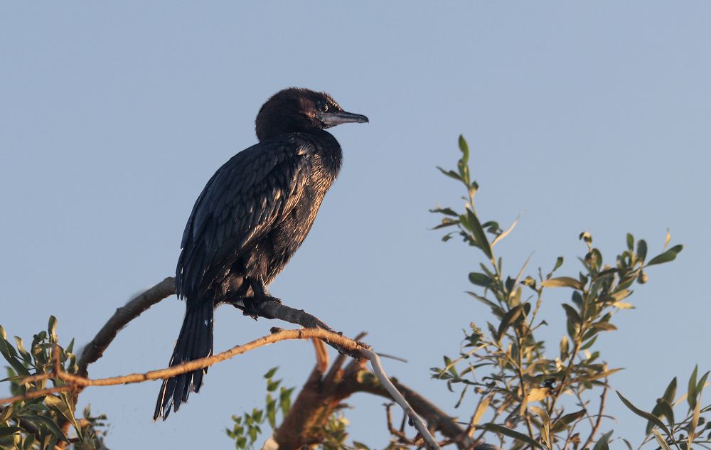 Photograph by Drora Baharal