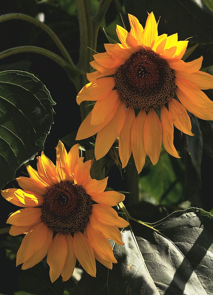 Фотография автора Hamid Reza Abadeh